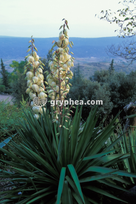 Yucca filamenteux (Yucca filamentosa) - hampes florales et fleurs - gryphea.com